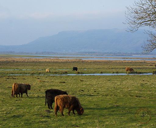 Highland Cattle near Loch Leven 9T076D-005.JPG
